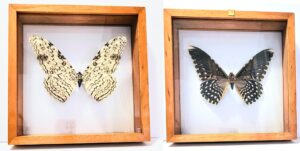 ARGI Front and Back View