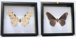 ARGIN-1 Front and Back View