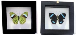 B1NY8 Olive Wing Front and Back View