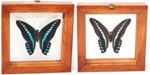 B1T16 Front and Back View