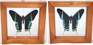 B1T37 Front and Back View