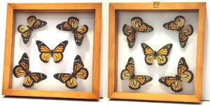 B5SQE2 Front and Back View