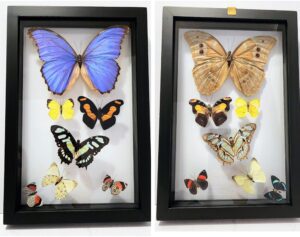 B7N-12 Front and Back View