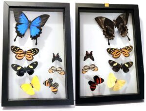 B7N-15 Front and Back View