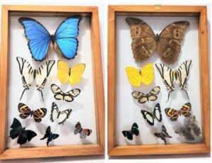 B9R-1 Front and Back View