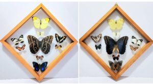 B9RH-2 Front and Back View