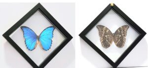 M1SQ-1 Front and Back View