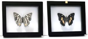 P1N3-1 Front and Back View