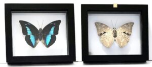 P1N5-1 Front and Back View