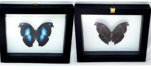 P1N6TK3 Front and Back View