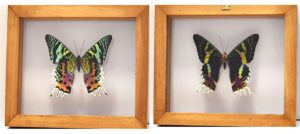 R1E1 Front and Back View