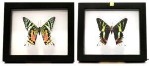 R1NE1 Front and Back View