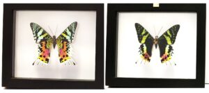 R1NE2 Front and Back View