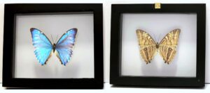 S1NE1 Front and Back View