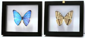 S1NE2 Front and Back View