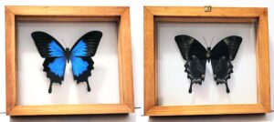 UL-1 Front and Back View