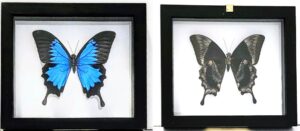 ULN-1 Front and Back View