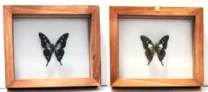 W1-1 Front and Back View