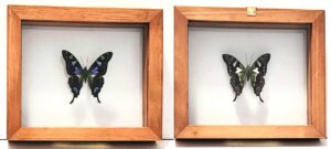 W1-2 Front and Back View