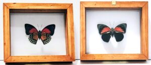 AC1-1 Front and Back View