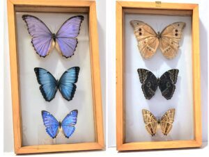 B1M3-1 Front and Back View