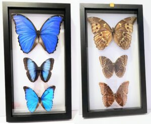 B1M3N-1 Front and Back View