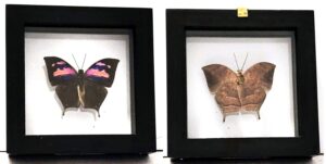 B1N-2 Front and Back View