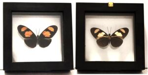 B1N-3 Front and Back View