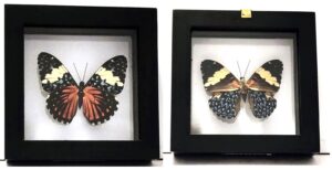 B1N-4 Front and Back View