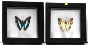 B1N-5 Front and Back View