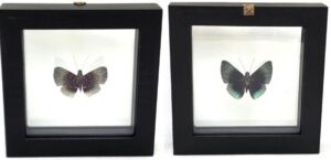 B1NT17 Front and Back View