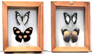 B2-11 Front and Back View