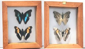 B2-20 Front and Back View