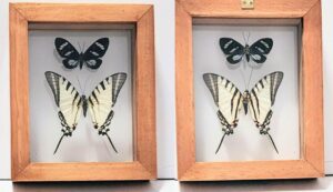 B2-26 Front and Back View