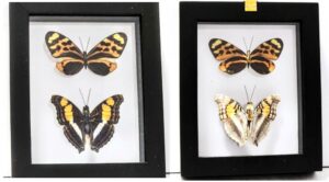 B2N-1 Front and Back View