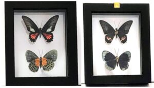 B2N-11 Front and Back View