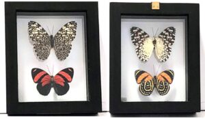 B2N-12 Front and Back View