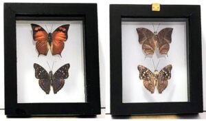 B2N-13 Front and Back View