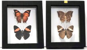 B2N-14 Front and Back View