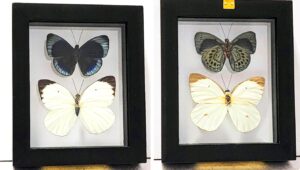 B2N-2 Front and Back View