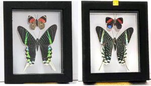 B2N-3 Front and Back View