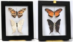 B2N-4 Front and Back View