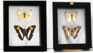 B2N-5 Front and Back View