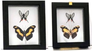 B2N-6 Front and Back View