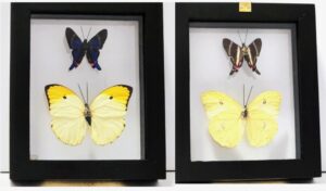 B2N-7 Front and Back View