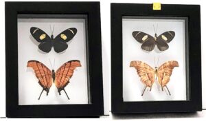 B2N-8 Front and Back View