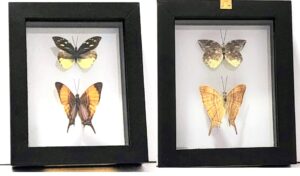 B2N-9 Front and Back View