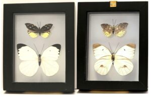 B2NE1 Front and Back View