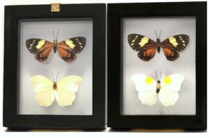 B2NE2 Front and Back View