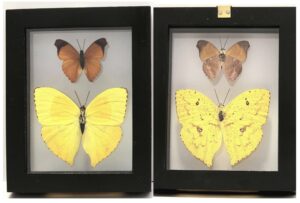 B2NE3 Front and Back View